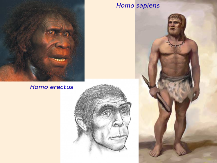 Homo erectus и Homo sapiens